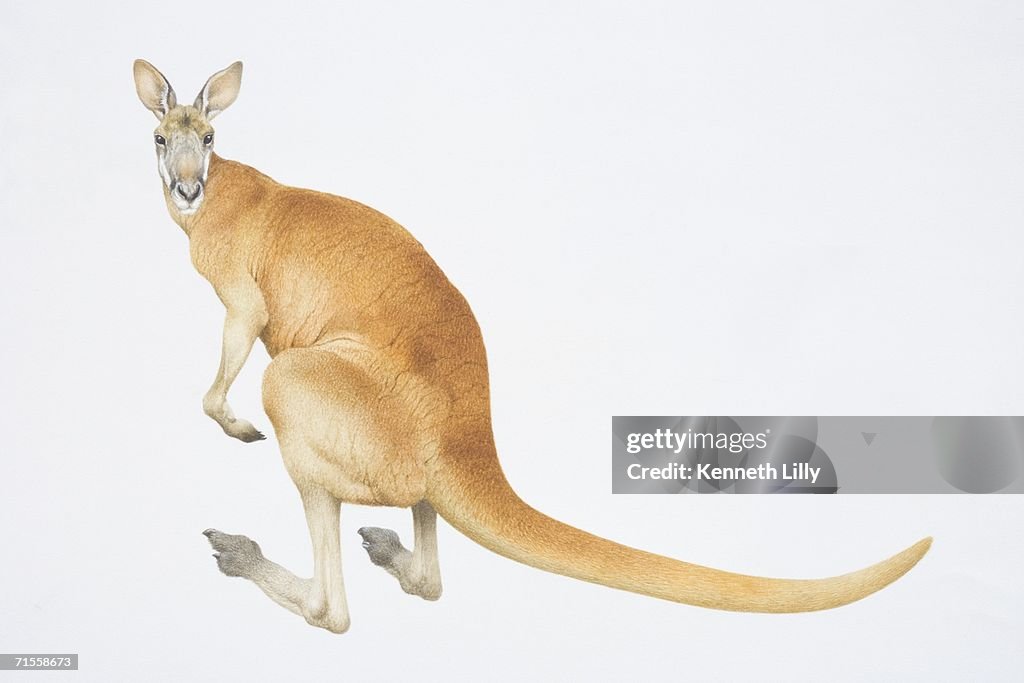 Macropus rufus, Red Kangaroo, side view