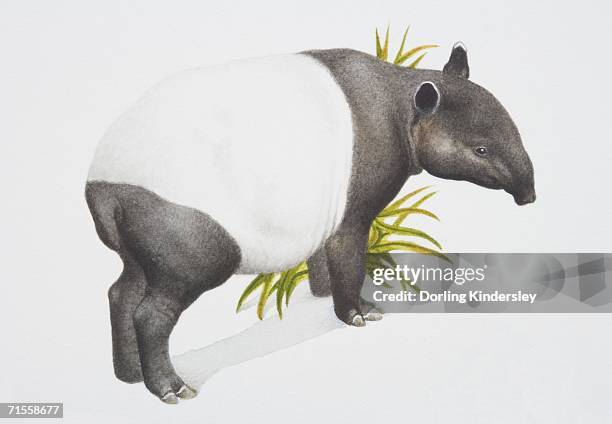 illustrazioni stock, clip art, cartoni animati e icone di tendenza di tapirus indicus, malayan tapir, side view. - tapiro della malesia