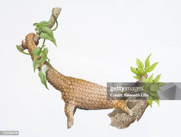 manis sp., pangolin with its its tail wrapped around one tree branch, its front legs resting on another and its back legs hanging in the air. - baumbewohnendes tier stock-grafiken, -clipart, -cartoons und -symbole