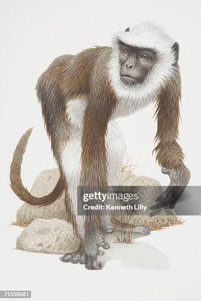 semnopithecus entellus, hanuman langur, a grey monkey with a white beard. - common langur stock illustrations