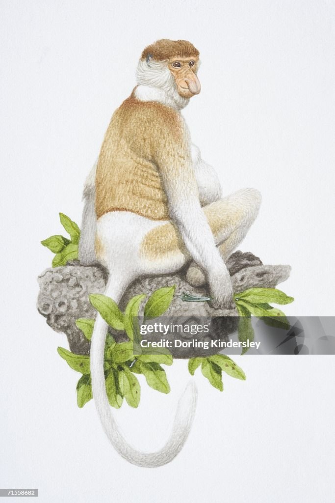 Nasalis larvatus, Proboscis Monkey sitting on tree branch.