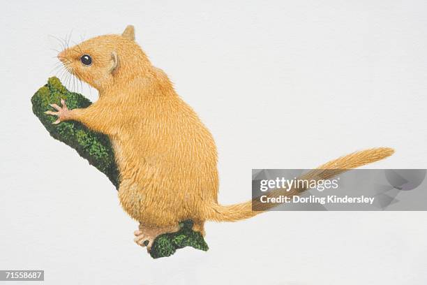 muscardinus avellanarius, hazel haselmaus das am tree branch - baumbewohnendes tier stock-grafiken, -clipart, -cartoons und -symbole