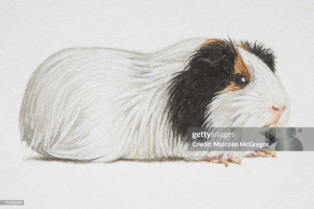 Cavia porcellus, black and white Domestic Guinea Pig, side view.