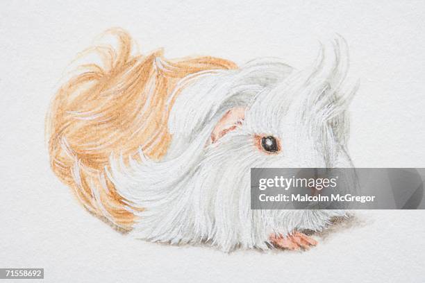 cavia porcellus, non-self peruvian guinea pig. - peruvian guinea pig stock illustrations