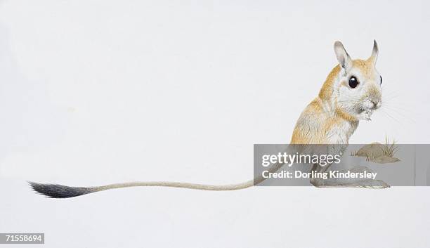jaculus jaculus, jerboa, side view. - jerboa stock illustrations