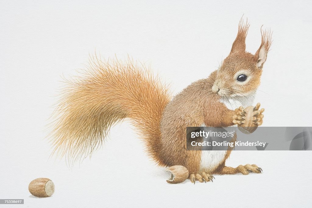 Sciurus vulgaris, Red Squirrel holding nut.