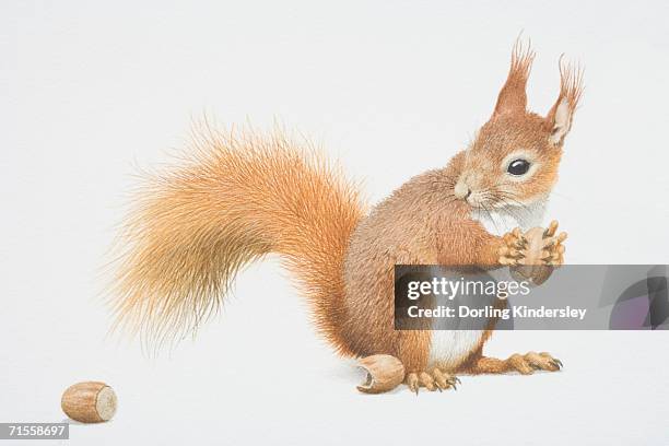 sciurus vulgaris, red squirrel holding nut. - squirrel eating stock illustrations