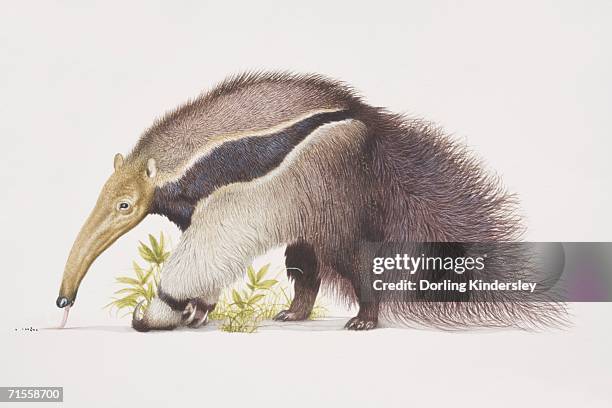 ilustraciones, imágenes clip art, dibujos animados e iconos de stock de myrmecophaga tridactyla, giant anteater, side view. - oso hormiguero gigante