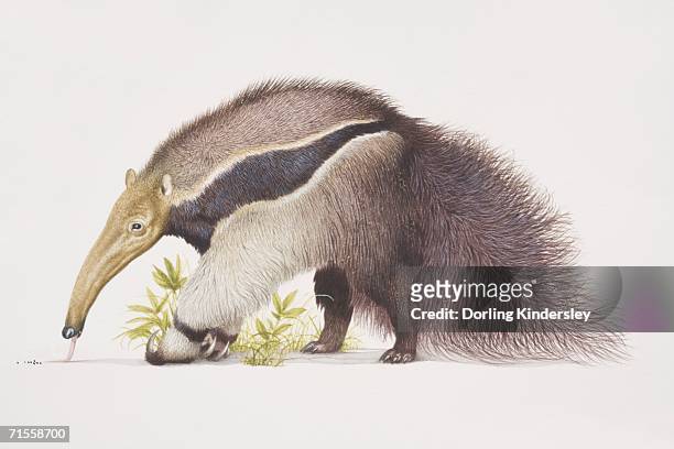 ilustrações, clipart, desenhos animados e ícones de myrmecophaga tridactyla, giant anteater, side view. - giant anteater