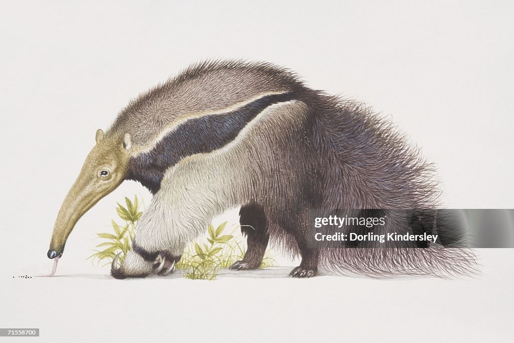 Myrmecophaga tridactyla, Giant Anteater, side view.