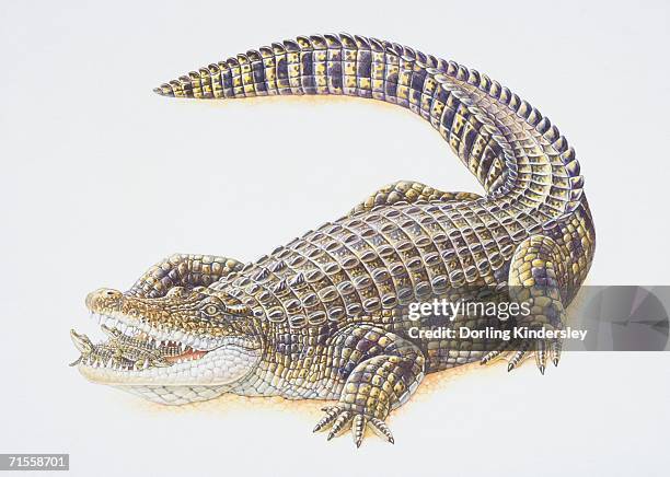 crocodlyus niloticus, nile crocodile carrying its offspring in its mouth. - estuary stock illustrations