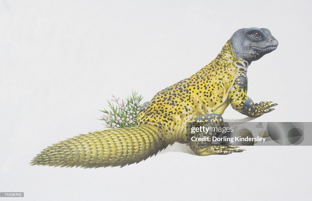 Uromastix acanthinurus, Spiny-tailed Agama, side view.