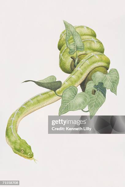 corallus caninus, emerald tree boa coiled around a tree branch. - baumbewohnendes tier stock-grafiken, -clipart, -cartoons und -symbole