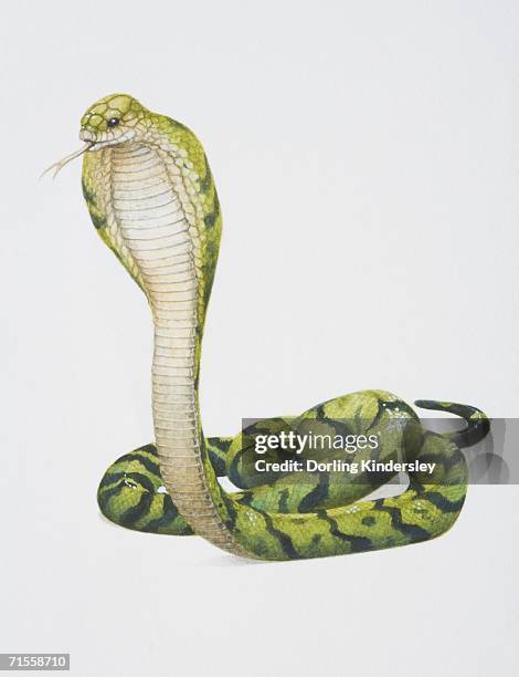 stockillustraties, clipart, cartoons en iconen met ophiophagus hannah, king cobra. - gespleten tong