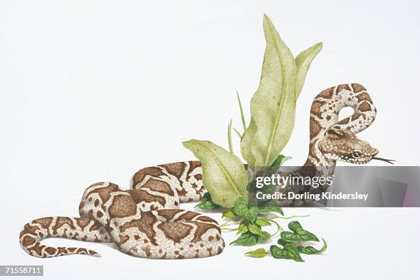 bothrops atrox, common lancehead or fer-de-lance snake slithering around green plant. - stalker stock illustrations