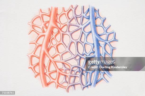 diagram of capillary network running between arteriole and venule. - arterioles stock illustrations