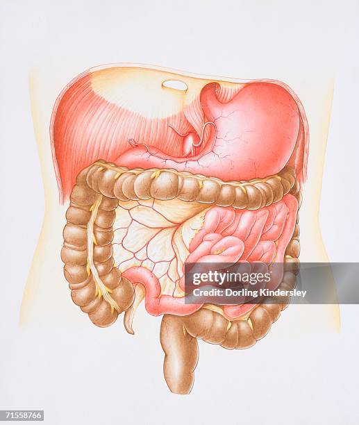 diagram of the abdominal cavity in the human body with the liver removed. - abdominal cavity diagram stock illustrations