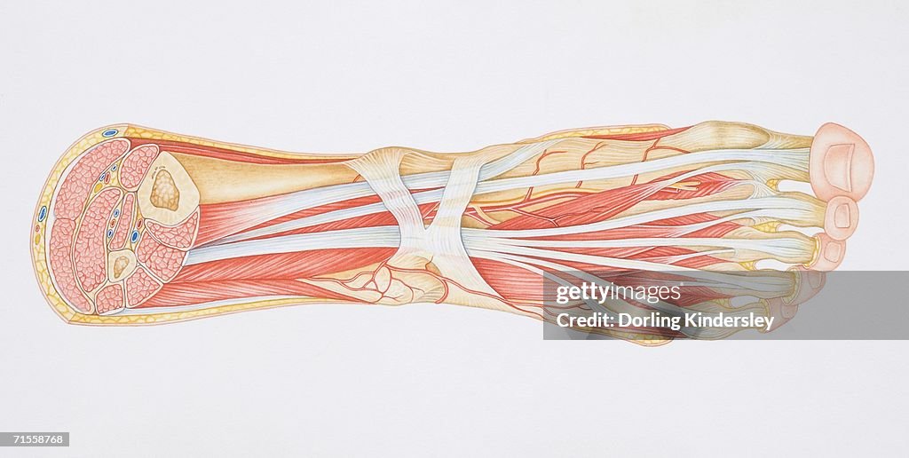 Diagram Of The Muscles And Tendons In The Human Ankle And Foot HighRes