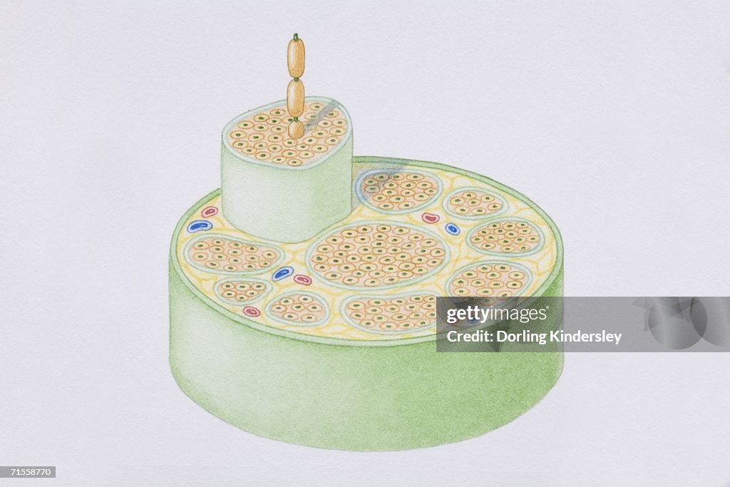 Cross-section diagram of a human nerve fascicle, including a bundle of nerve fibres, blood vessels and myelin sheath.