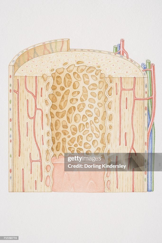 Cross-section diagram of a human long bone.