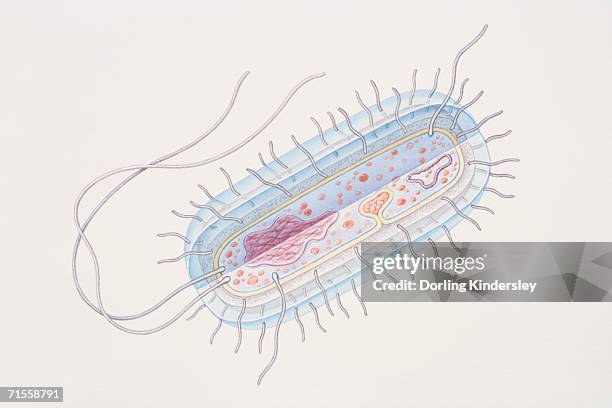 Bacilli Picture 1,182 Rod Shaped Bacteria Stock Photos, High-Res Pictures, and Images ...