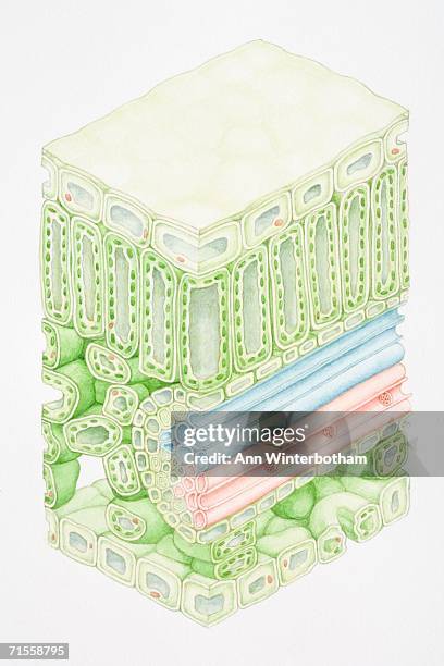 cross section of a green leaf tissue. - guard cells stock illustrations