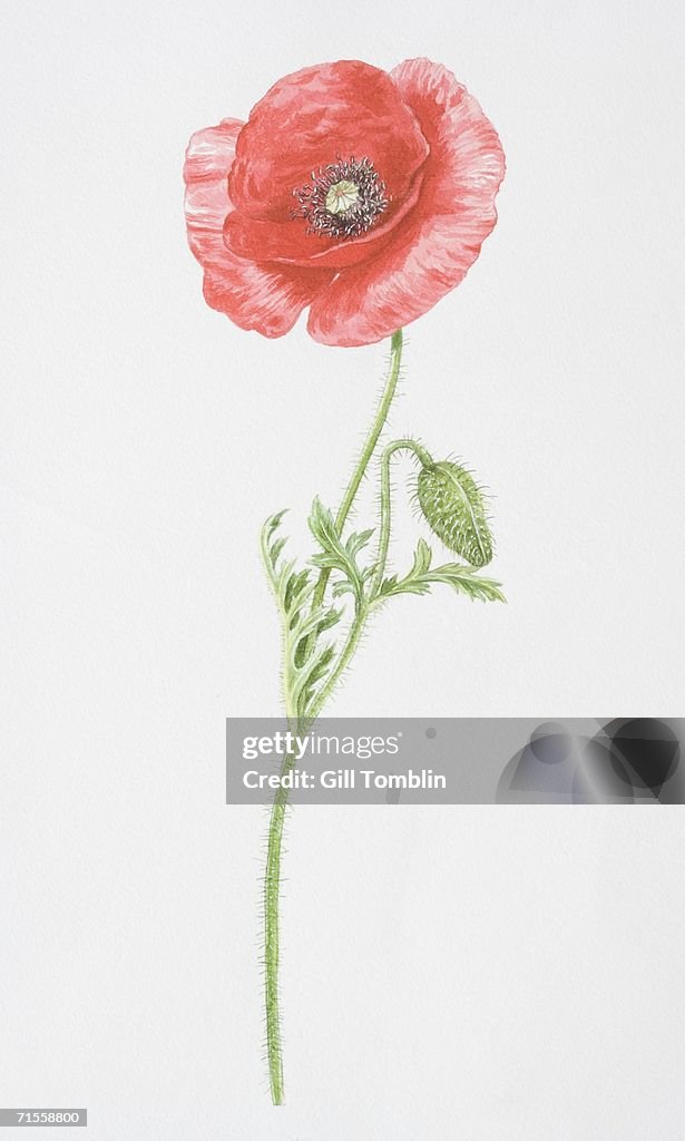 Papaver rhoeas, Common Poppy.