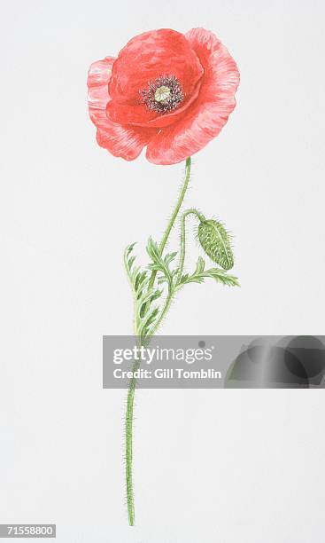 papaver rhoeas, common poppy. - oriental poppy 幅插畫檔、美工圖案、卡通及圖標