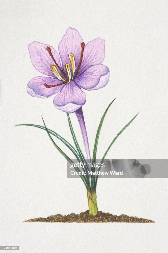 Crocus sativus, planted Saffron Crocus.