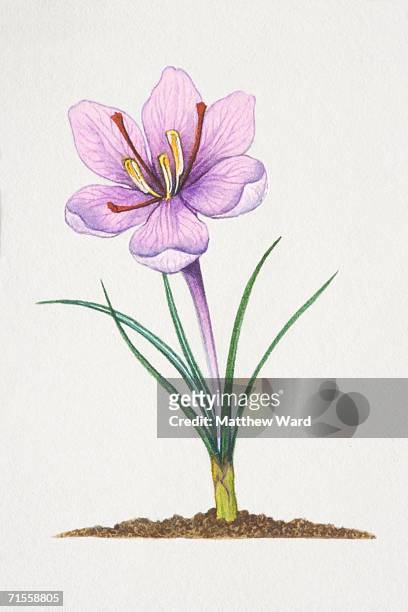 crocus sativus, planted saffron crocus. - crocus stock illustrations