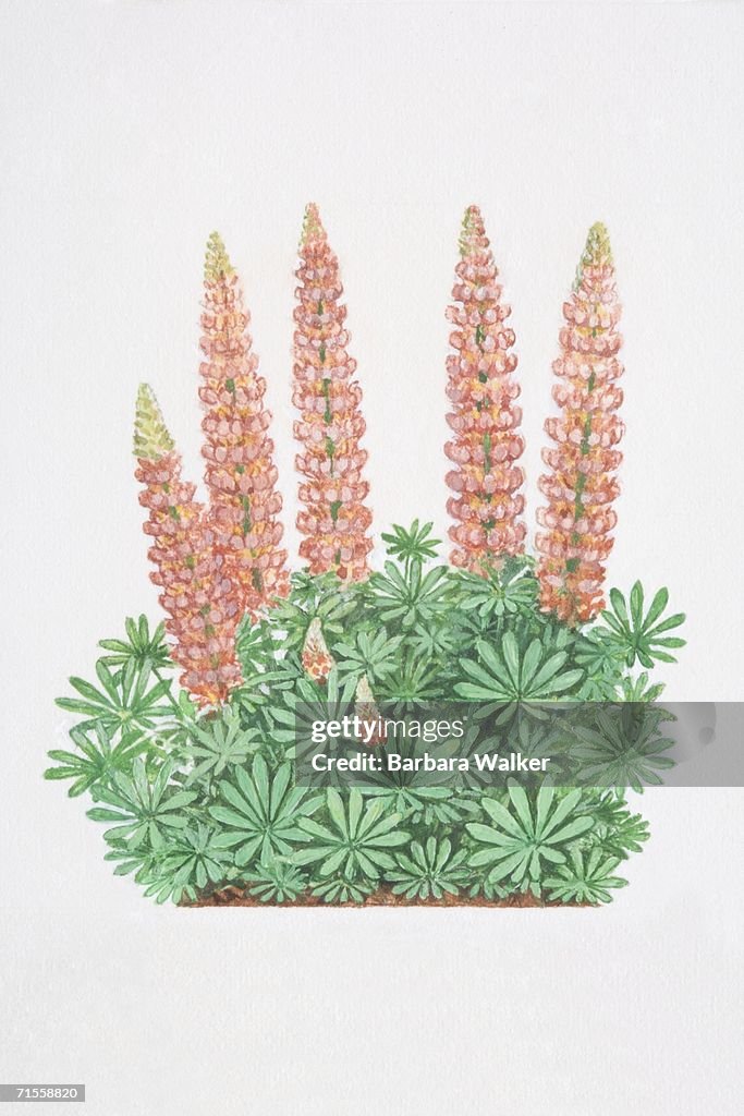 Lupinus polyphyllus, flowering Garden Lupin plant.