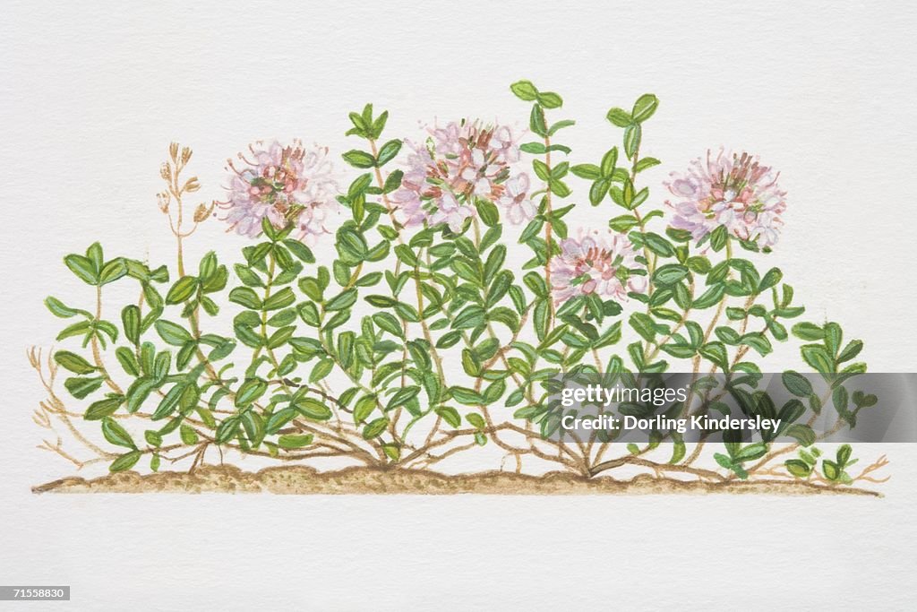 Thymus serpyllum, Creeping Wild Thyme plant.