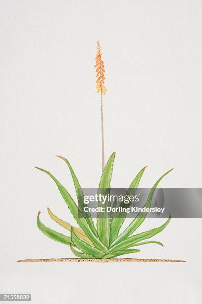 aloe, flowering aloe vera plant. - aloe vera stock illustrations