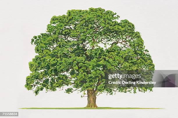 bildbanksillustrationer, clip art samt tecknat material och ikoner med quercus robar, common oak tree. - english oak