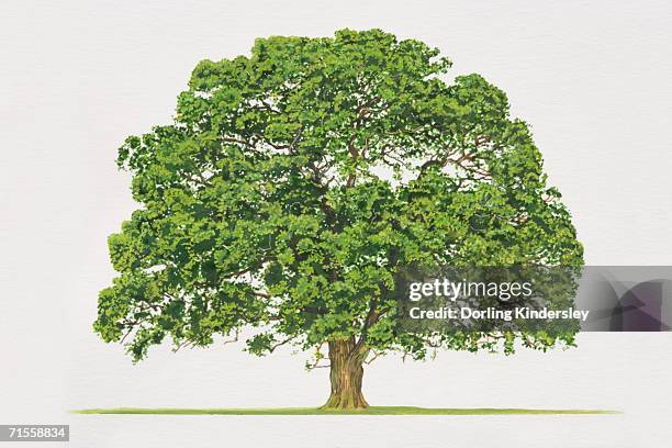 quercus robar, common oak tree. - white oak stock illustrations