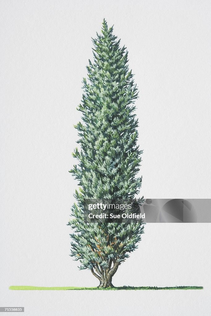 Juniperus communis, Common Juniper tree.