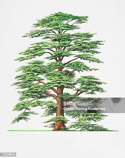stockillustraties, clipart, cartoons en iconen met cedrus libani, cedar of lebanon tree. - cedar tree