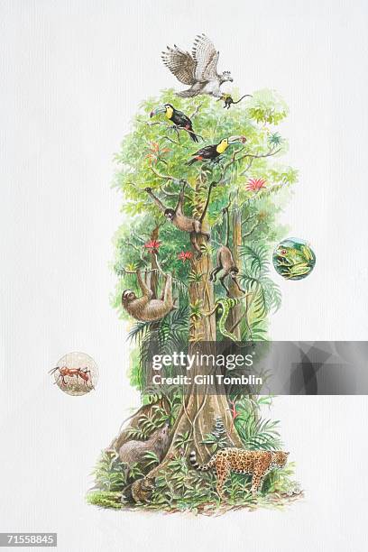 various wildlife species inhabiting different sections of a tropical rainforest tree. - nahrungskette stock-grafiken, -clipart, -cartoons und -symbole