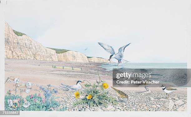 various bird species inhabiting a shingle beach. - pebbles white background stock illustrations