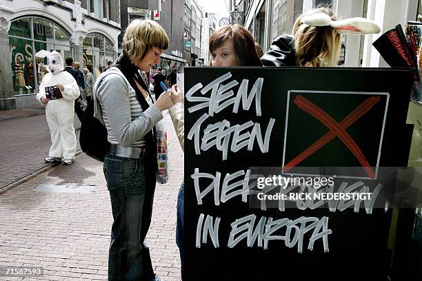 Netherland Rabbitears Movement 80 Flemish Giant Rabbit Stock Photos, High-Res Pictures, and Images ...