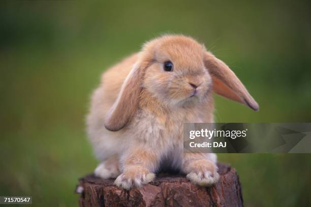 Lop Rabbit Front View 250 Rabbit Front View Stock Photos, High-Res Pictures, and Images ...