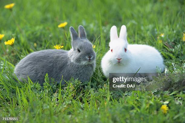 1,632 Two Pet Rabbits Stock Photos, High-Res Pictures, and Images ...