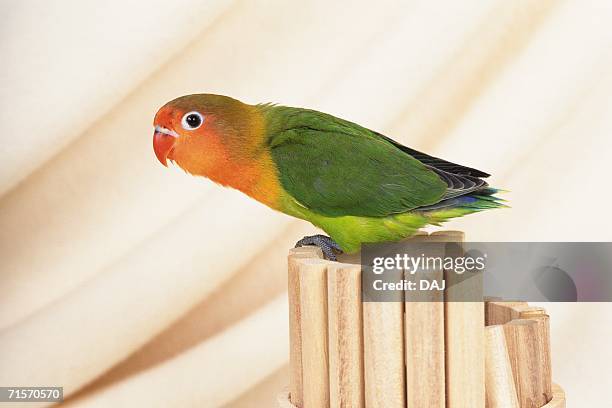 Parakeet Looking Rough Parrot Looking Up Photos and Premium High Res Pictures - Getty Images