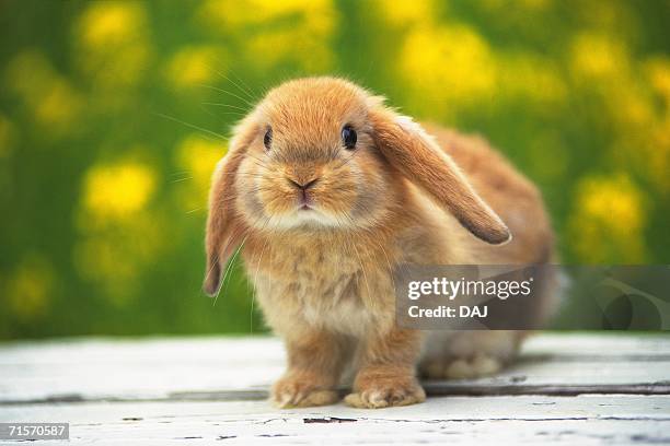 760点のドワーフロップイヤーラビットのストックフォト Getty Images 760点のドワーフロップイヤーラビットのストックフォト Getty Images