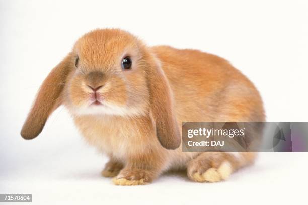Loaf Rabbit Front View 250 Rabbit Front View Stock Photos, High-Res Pictures, and Images ...