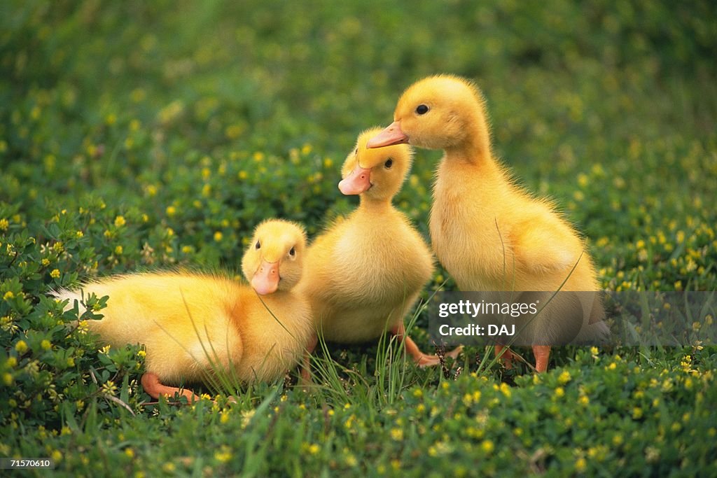 Closed Up Image of Three Little Ducks On the Grass, Front View, Differential Focus