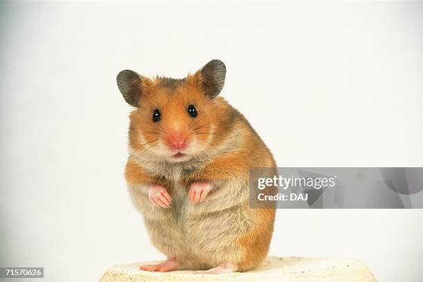 closed up image of a golden hamster standing on a flower pot, looking at camera, front view - golden hamster - fotografias e filmes do acervo