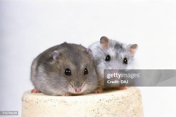193点のジャンガリアンハムスターのストックフォト Getty Images 193点のジャンガリアンハムスターのストックフォト Getty Images