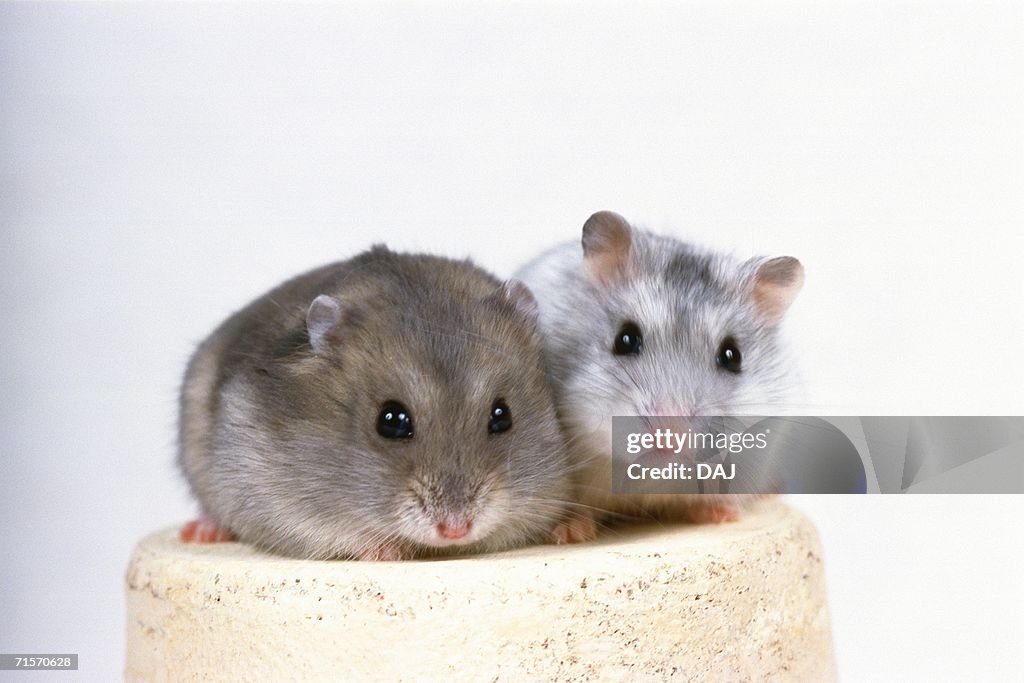 A Golden Hamster and a Djungarian Hamster Sitting on a Flower Pot, Looking at Camera, Front View, Differential Focus