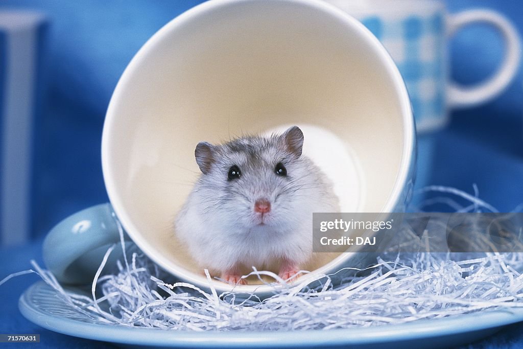Closed Up Image of a Djungarian Hamster Looking Up From a Blue Cup, Looking at Camera, Front View, Differential Focus